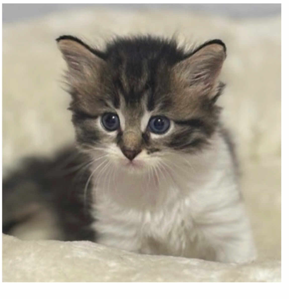 Spice joined the competition — help win amazing prizes! kitten, cat, furry, cute, pet, animal, blue_eyes, whiskers, soft, fluffy, young, portrait, closeup, indoor, cozy, small, adorable, curious, mammal, domestic