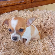 Guizmo participe au concours pour gagner de l'argent avec cette photo : puppy, dog, chihuahua, small_dog, pet_bed, fluffy_bed, tan_and_white, indoors, wooden_frame, stone_wall, young_dog, cute, animal, fur, ears, sitting, pet, companion, cozy, domestic_animal