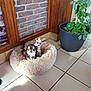 Guizmo a rejoint le concours — aidez-le/la à gagner de superbes lots ! dog, chihuahua, pet_bed, indoor, tile_floor, brick_wall, wood_frame, plant, potted_plant, small_dog, furry_bed, two_dogs, animal, companion, cute, cozy, domestic, floor, home, resting