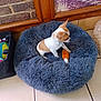 Guizmo a rejoint le concours — aidez-le/la à gagner de superbes lots ! puppy, dog, pet_bed, toy, plush_toy, floor, tile_floor, basket, colorful_toys, brick_wall, wooden_frame, indoor, small_dog, white_and_brown, cute, pet, cozy, resting, animal, home