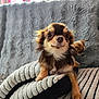 Filou a rejoint le concours — aidez-le/la à gagner de superbes lots ! dog, chihuahua, pet, cute, animal, indoor, blanket, cozy, fur, small_dog, face, portrait, resting, companion, domestic_animal, striped_blanket, plush, curious, two_dogs, relaxed