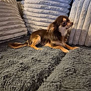 Filou participe au concours pour gagner de l'argent avec cette photo : dog, chihuahua, small_dog, long_hair, pet, couch, pillows, gray, indoor, furniture, fur, relaxed, side_view, animal, companion, cute, domestic, cozy, texture, resting