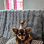 dog, chihuahua, pet, cute, small_dog, indoor, couch, blanket, fur, animal, houseplant, window, curtains, cozy, living_room, two_dogs, brown_dog, white_dog, portrait, furniture
