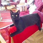 Maya participe au concours pour gagner de l'argent avec cette photo : accessories, animal, architecture, bag, building, cat, chair, clothing, couch, cushion, footwear, furniture, handbag, homedecor, indoors, livingroom, person, pet, room, shoe