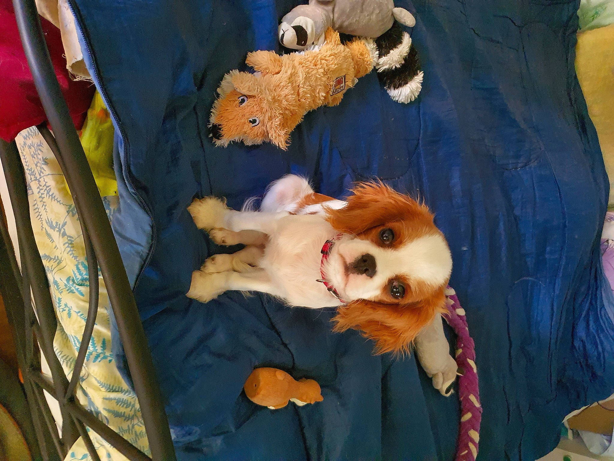 Tichat participe au concours pour gagner de l'argent avec cette photo : canidae, child, companion_dog, costume, dog, dog_breed, doll, event, fawn, fun, fur, plush, room, sporting_group, stuffed_toy, sunglasses, textile, toy, toy_dog, visual_arts