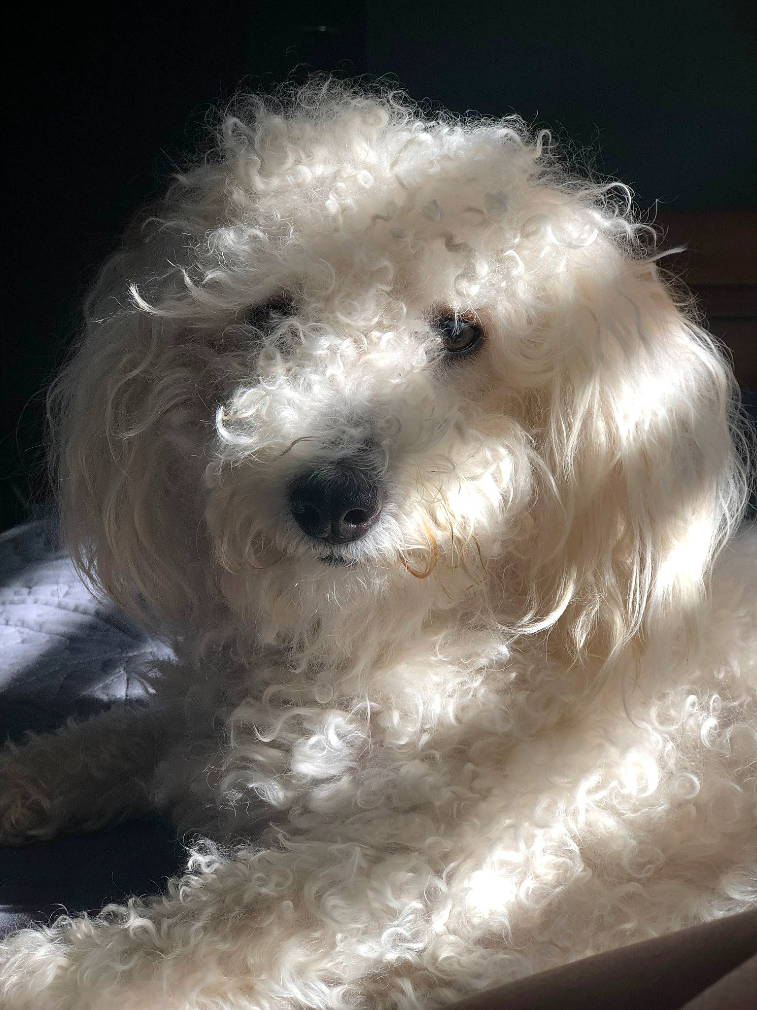 Max is registered to the contest to win money with this photo: bichon_frise, bolognese, bolonka, canidae, carnivore, cockapoo, companion_dog, dog, dog_breed, havanese, maltepoo, mammal, miniature_poodle, non_sporting_group, rare_breed_dog, schnoodle, snout, terrier, toy_dog, toy_poodle