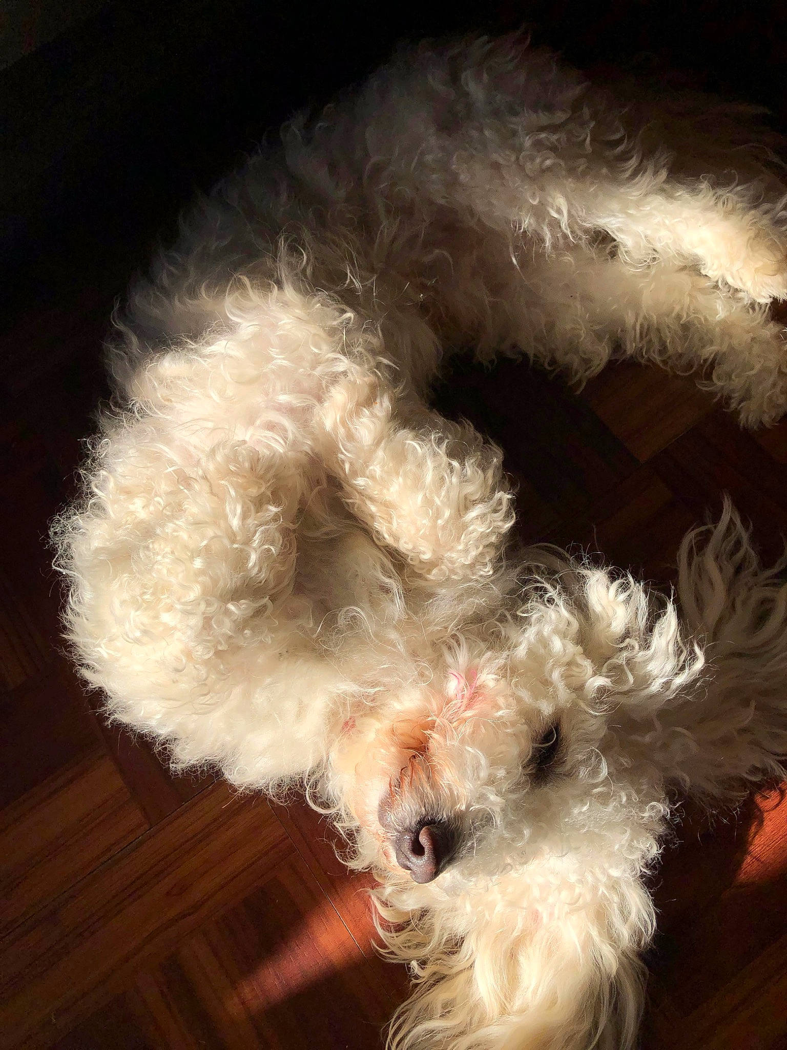Max joined the competition — help win amazing prizes! canidae, carnivore, dog, dog_breed, ear, fur, irish_soft_coated_wheaten_terrier, lagotto_romagnolo, maltese, miniature_schnauzer, non_sporting_group, nose, puppy, schnauzer, schnoodle, snout, tail, terrier, toy_dog, toy_poodle