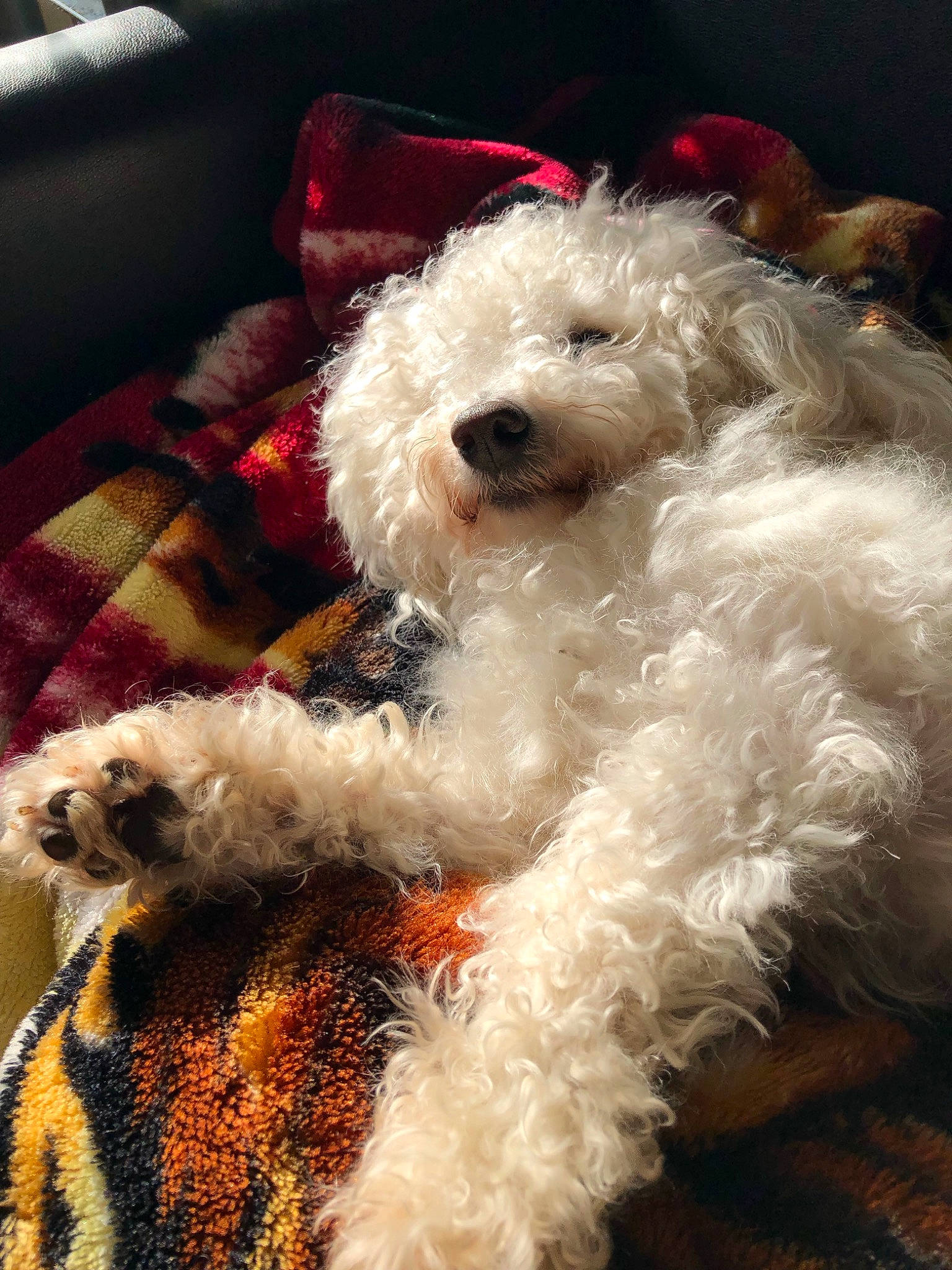 Max joined the competition — help win amazing prizes! bichon, bichon_frise, bolognese, bolonka, canidae, carnivore, companion_dog, dog, dog_breed, goldendoodle, maltepoo, maltese, mammal, non_sporting_group, puppy, sky, terrier, toy_dog, toy_poodle, vertebrate