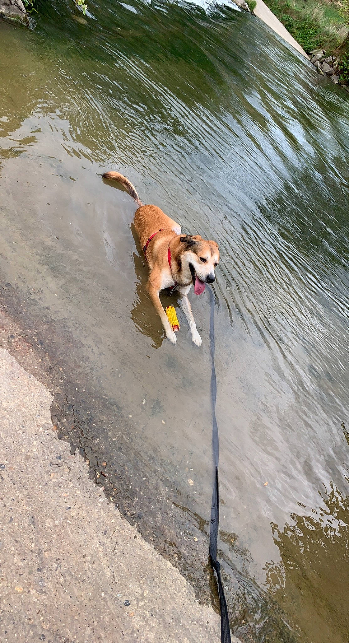 Noxe participe au concours pour gagner de l'argent avec cette photo : adventure, body_of_water, canidae, carnivore, collar, companion_dog, dog, dog_breed, fawn, lake, leash, leisure, pet_supply, recreation, soil, sporting_group, tail, vertebrate, water, working_animal