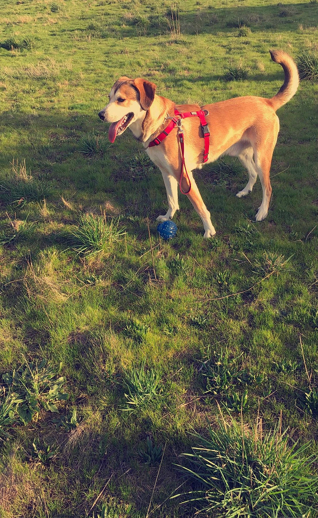 Noxe participe au concours pour gagner de l'argent avec cette photo : canidae, carnivore, collar, companion_dog, dog, dog_breed, dog_collar, dog_supply, fawn, grass, grassland, labrador_retriever, landscape, plant, soil, sporting_group, tail, tree, working_animal, working_dog