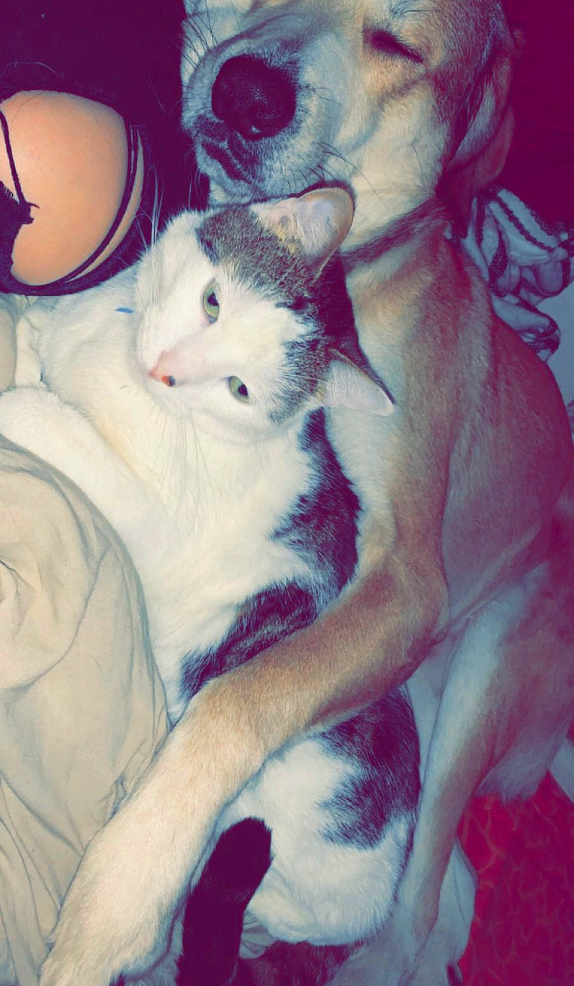 Noxe participe au concours pour gagner de l'argent avec cette photo : art, canidae, carnivore, cat, comfort, companion_dog, domestic_short_haired_cat, fawn, felidae, fur, lap, love, nap, paw, pink, small_to_medium_sized_cats, snout, tail, toy, whiskers