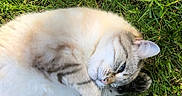 Yris participe au concours pour gagner de l'argent avec cette photo : cat, grass, outdoor, fur, animal, pet, relaxed, sunlight, nature, whiskers, sleepy, cute, mammal, closeup, striped, ear, paw, nose, daylight, resting