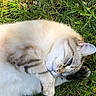 cat, grass, outdoor, fur, animal, pet, relaxed, sunlight, nature, whiskers, sleepy, cute, mammal, closeup, striped, ear, paw, nose, daylight, resting