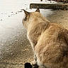 Yris participe au concours pour gagner de l'argent avec cette photo : cat, animal, feline, fur, tail, outdoor, concrete, snow, winter, sitting, back_view, nature, quiet, curious, daylight, texture, calm, pensive, wildlife, cold