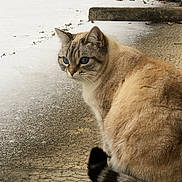Yris participe au concours pour gagner de l'argent avec cette photo : cat, animal, blue_eyes, fur, outdoor, snow, concrete, tail, winter, pensive, pet, mammal, whiskers, sitting, nature, side_view, striped_tail, feline, closeup, quiet