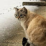 cat, animal, blue_eyes, fur, outdoor, snow, concrete, tail, winter, pensive, pet, mammal, whiskers, sitting, nature, side_view, striped_tail, feline, closeup, quiet