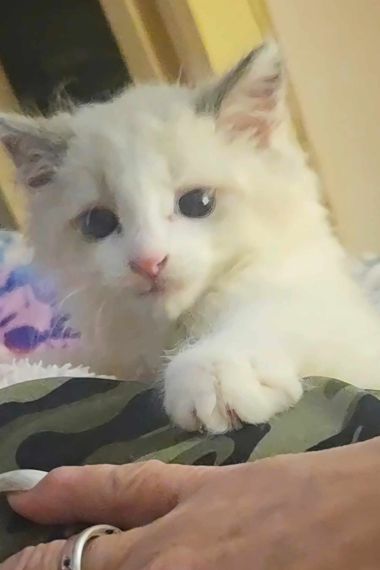 Loci joined the competition — help win amazing prizes! kitten, cat, white_fur, paw, hand, ring, camouflage, curious, indoor, closeup, pet, animal, soft_fur, feline, cute, young_cat, domestic_animal, human_interaction, playful, warm_lighting
