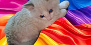 Loci joined the competition — help win amazing prizes! cat, white_cat, blue_eyes, fluffy, rainbow, colorful_background, fabric, wavy, stretching, pet, animal, closeup, indoor, soft_texture, playful, cute, feline, vibrant_colors, isolated_subject, surreal