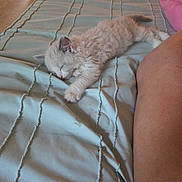 Loci joined the competition — help win amazing prizes! kitten, sleeping, bed, blanket, paw, furry, cute, nap, indoor, resting, animal, pet, cozy, comfort, human_arm, striped_blanket, soft, relaxing, fur, peaceful