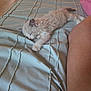 kitten, sleeping, bed, blanket, paw, furry, cute, nap, indoor, resting, animal, pet, cozy, comfort, human_arm, striped_blanket, soft, relaxing, fur, peaceful