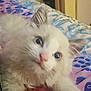 Loci joined the competition — help win amazing prizes! kitten, cat, animal, pet, blue_eyes, fluffy, fur, cute, bed, blanket, pattern, indoor, close_up, young, whiskers, ears, nose, soft, resting, cozy