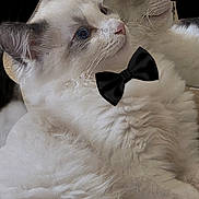 Loki joined the competition — help win amazing prizes! animal, blue_eyes, bow_tie, cat, closeup, companions, cute, domestic_cat, ears, feline, fluffy, indoor, laying_down, pet, portrait, relaxed, soft, two_cats, whiskers, white_fur