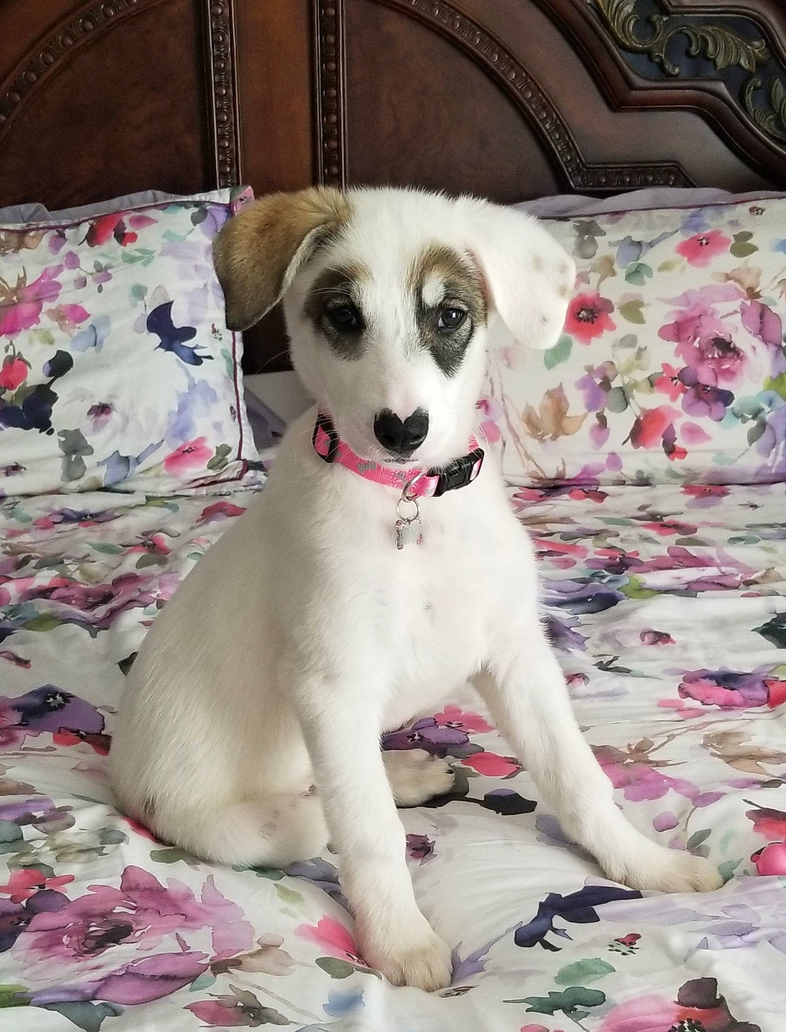 Denali joined the competition — help win amazing prizes! canidae, carnivore, companion_dog, dog, dog_breed, fawn, mammal, puppy, puppy_love, rare_breed_dog, snout, vertebrate, whiskers