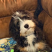 Fozzie joined the competition — help win amazing prizes! animal, black_and_white, blanket, couch, cozy, dog, fluffy, fur, green_toy, home, indoor, leather, pet, playful, portrait, puppy, shaggy, sitting, skeleton_toy, toy