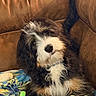 animal, black_and_white, blanket, couch, cozy, dog, fluffy, fur, green_toy, home, indoor, leather, pet, playful, portrait, puppy, shaggy, sitting, skeleton_toy, toy