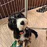 Fozzie is registered to the contest to win money with this photo: black_and_white, black_fur, brown_fur, collar, companion_animal, curly_coat, cute, dog, dog_toy, fluffy, indoor, looking_at_camera, pet, playpen, puppy, rope_toy, sitting, tag, white_muzzle, wood_floor