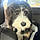 Fozzie