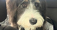 Fozzie is registered to the contest to win money with this photo: animal, black_and_white, canine, car, car_seat, close_up, dog, fluffy, long_hair, looking_at_camera, outdoor, pet, portrait, road_trip, shaggy_fur, sitting, trees, vehicle_interior, white_muzzle, window