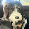 animal, black_and_white, canine, car, car_seat, close_up, dog, fluffy, long_hair, looking_at_camera, outdoor, pet, portrait, road_trip, shaggy_fur, sitting, trees, vehicle_interior, white_muzzle, window