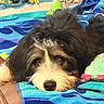 Fozzie is registered to the contest to win money with this photo: bedding, black_and_white, blanket, close_up, colorful, cozy, dog, fluffy, indoors, long_hair, nose, pet, plush_toy, portrait, puppy, relaxed, resting, sleeping, snout, toy