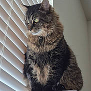 Otto joined the competition — help win amazing prizes! animal, black, blinds, brown, cat, curious, ears, feline, fur, gray, indoor, light, paws, perch, pet, shadow, sitting, tabby_cat, whiskers, window