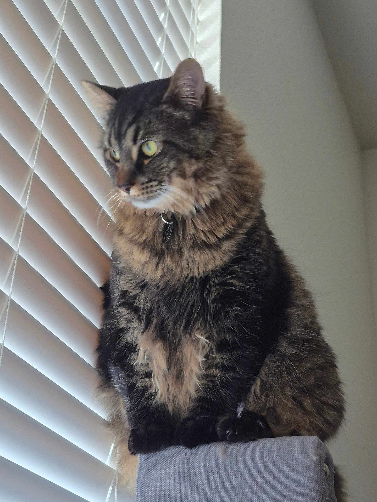 Otto