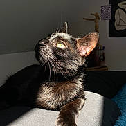 Vénus participe au concours pour gagner de l'argent avec cette photo : animal, black_cat, cat, closeup, cozy, cute, domestic_cat, feline, fur, indoor, mammal, paw, pet, portrait, relaxing, resting, shadow, sunlight, whiskers, yellow_eyes