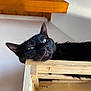 Vénus participe au concours pour gagner de l'argent avec cette photo : animal, black_cat, cat, close_up, cute, domestic, ears, face, feline, fur, green_eyes, home, house, indoors, lazy, pet, relaxing, resting, whiskers, wooden_shelf