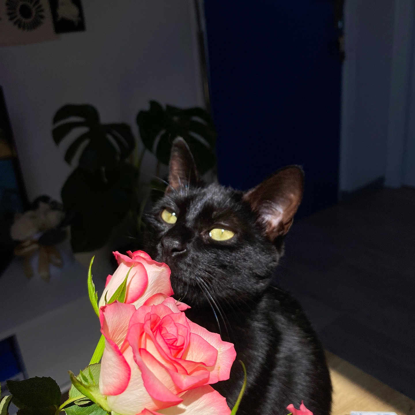 Vénus participe au concours pour gagner de l'argent avec cette photo : black_cat, cat, closeup, curious, cute, domestic_animal, feline, flora, flower, green_leaves, houseplant, indoor, nature, pet, plant, rose, shadow, soft_light, still_life, yellow_eyes