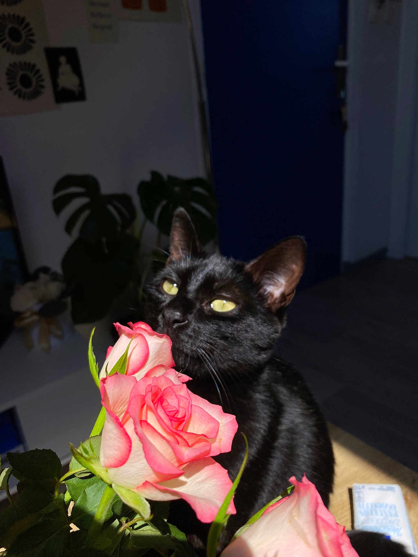 Vénus participe au concours pour gagner de l'argent avec cette photo : black_cat, cat, closeup, curious, cute, domestic_animal, feline, flora, flower, green_leaves, houseplant, indoor, nature, pet, plant, rose, shadow, soft_light, still_life, yellow_eyes