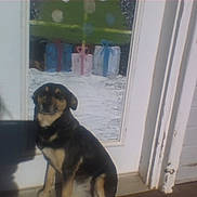 Bailey joined the competition — help win amazing prizes! dog, black_and_tan, door, glass_panel, shadow, snow, painted_gifts, outdoor, reflection, wooden_floor, wall, pet, animal, sitting, daylight, shadow_of_person, window, decorations, house, sunlight