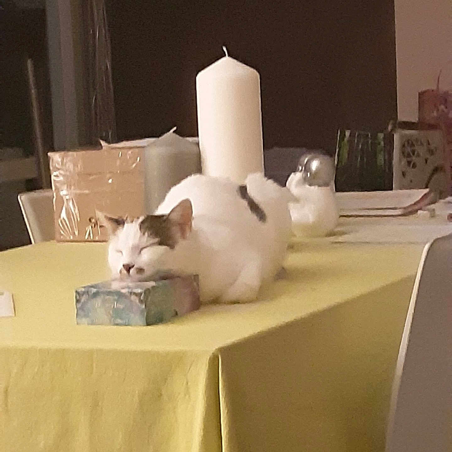Mitzie a rejoint le concours — aidez-le/la à gagner de superbes lots ! altar, angora, animal, architecture, beverage, building, candle, cat, diningroom, diningtable, furniture, indoors, kitten, milk, pet, plant, pottedplant, room, table, tablecloth