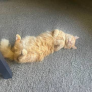 Cheif is registered to the contest to win money with this photo: belly_up, carpet, cat, cute, floor, fluffy, furry, ginger_cat, home, indoor, lying_down, orange_cat, paws, pet, pink_nose, relaxed, sleeping, sunlight, tail, whiskers