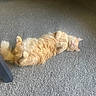 belly_up, carpet, cat, cute, floor, fluffy, furry, ginger_cat, home, indoor, lying_down, orange_cat, paws, pet, pink_nose, relaxed, sleeping, sunlight, tail, whiskers