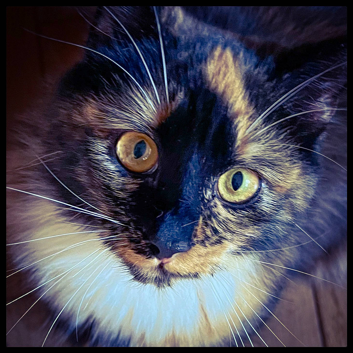 Michi participe au concours pour gagner de l'argent avec cette photo : art, carnivore, cat, electric_blue, eye, felidae, fur, graphics, hair, head, illustration, painting, rectangle, small_to_medium_sized_cats, snout, square, terrestrial_animal, visual_arts, whiskers, wildlife