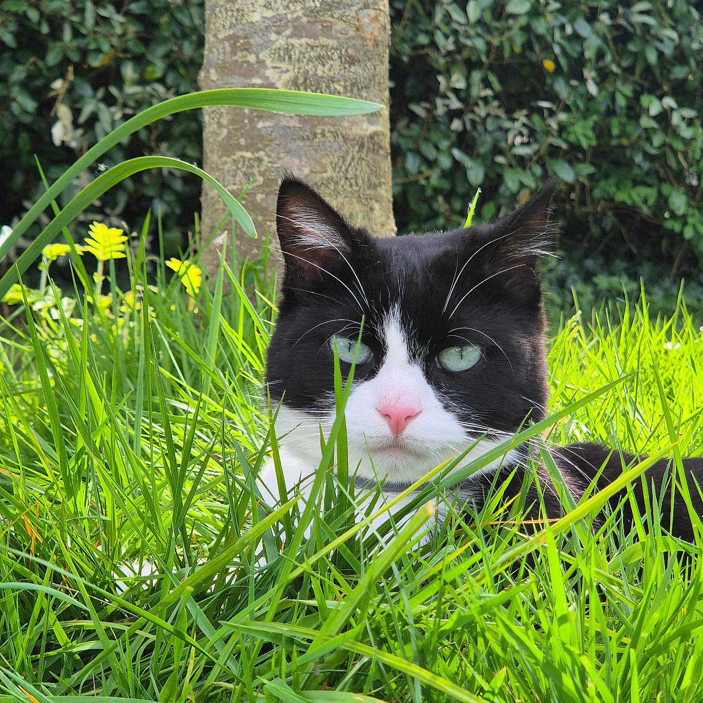 Taiga a rejoint le concours — aidez-le/la à gagner de superbes lots ! animal, black_and_white_cat, cat, close_up, eye_contact, flower, fur, garden, grass, greenery, mammal, nature, outdoor, pet, relaxed, sunlight, tree_trunk, whiskers, wildlife, yellow_flower