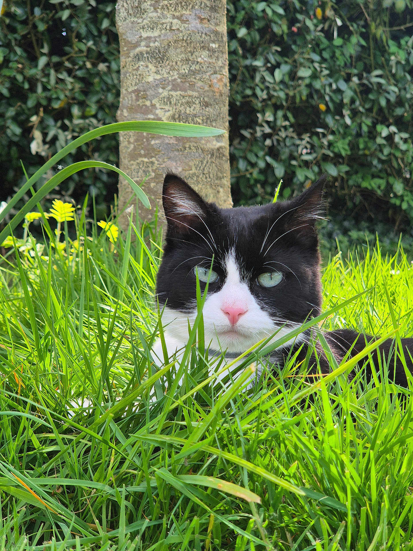 Taiga a rejoint le concours — aidez-le/la à gagner de superbes lots ! cat, black_and_white_cat, grass, outdoor, nature, tree_trunk, greenery, flower, yellow_flower, pet, animal, fur, whiskers, relaxed, sunlight, garden, close_up, wildlife, mammal, eye_contact