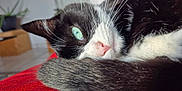 Taiga participe au concours pour gagner de l'argent avec cette photo : cat, black_and_white, close_up, green_eyes, resting, curled_tail, indoor, red_surface, feline, whiskers, pink_nose, soft_fur, relaxed, pet, animal, domestic_cat, houseplant, blurred_background, cozy, cute