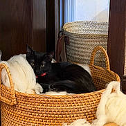 Carmilla joined the competition — help win amazing prizes! cat, black_cat, basket, woven_basket, wool, cozy, indoor, pet, feline, resting, collar, wooden_furniture, home, comfort, relaxing, animal, fur, soft_texture, decor, still_life