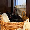 cat, black_cat, basket, woven_basket, wool, cozy, indoor, pet, feline, resting, collar, wooden_furniture, home, comfort, relaxing, animal, fur, soft_texture, decor, still_life